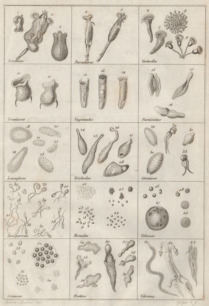 GEOLOGY. Infusoires (Infusoria) I 1834 old antique vintage print picture